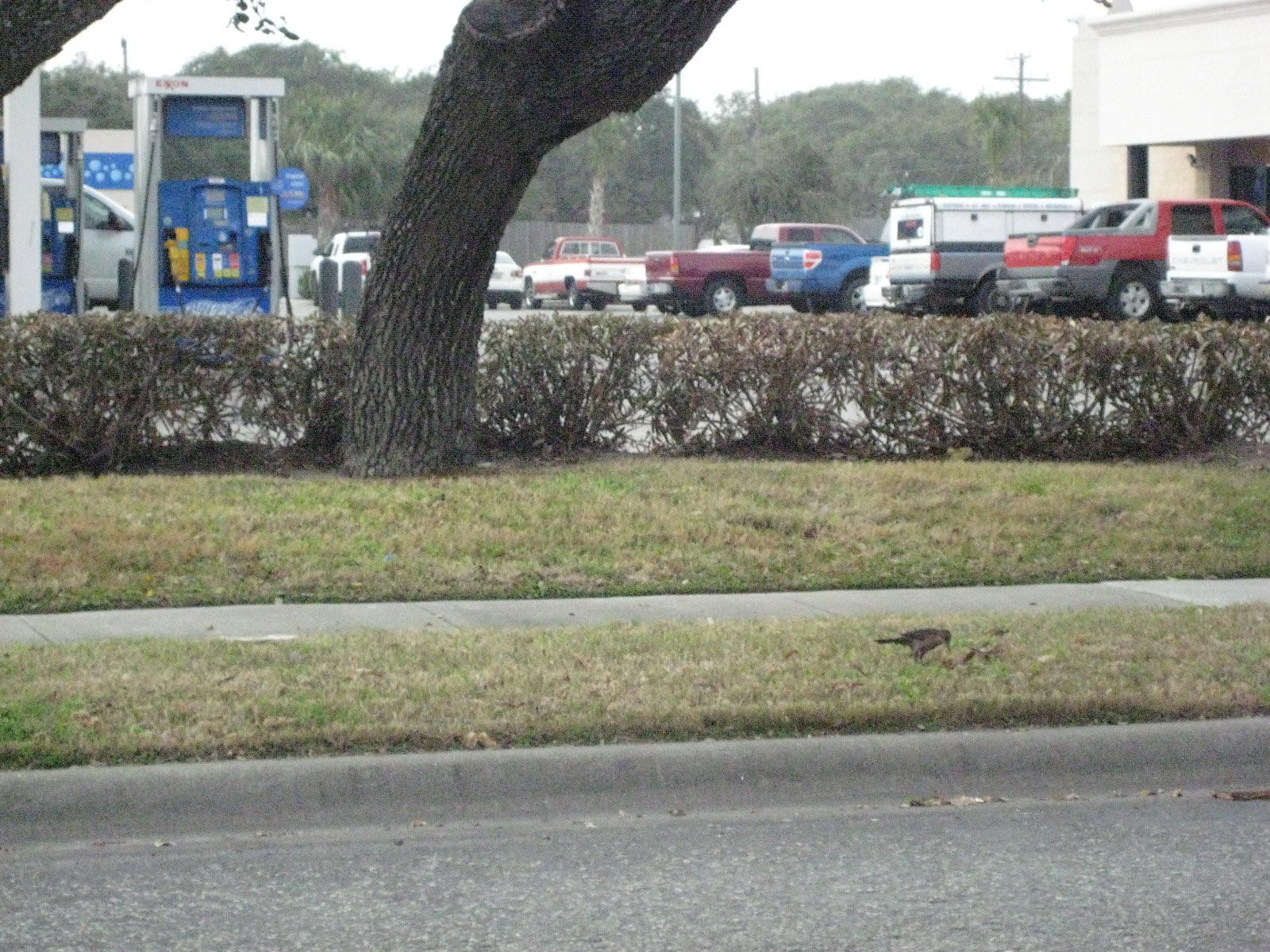 Birds!